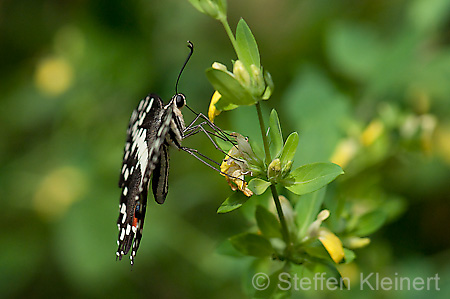 110 Afrikanischer Schwalbenschwanz - Papilio demedocus